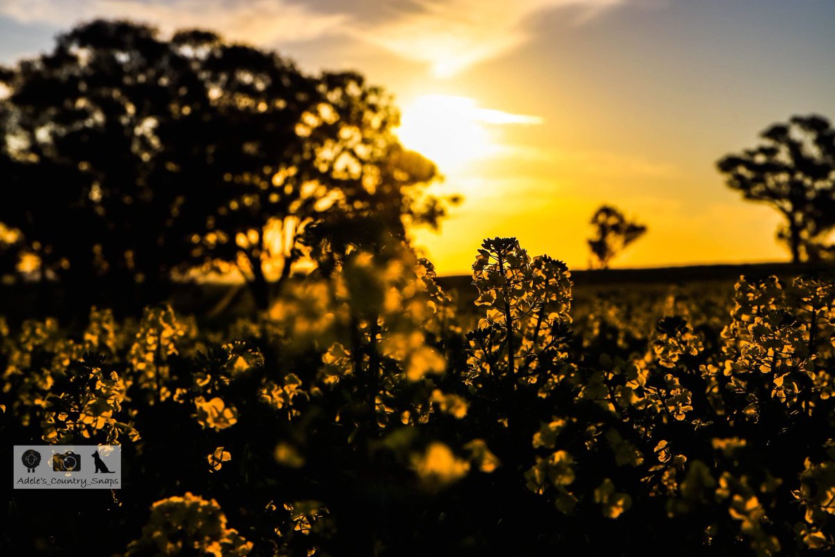 adelesmith001's tweet photo. What a cracker of a day for the first day of spring! #fieldsofyellow #canola #canola2020 #sunset https://t.co/aap1WFBIGA