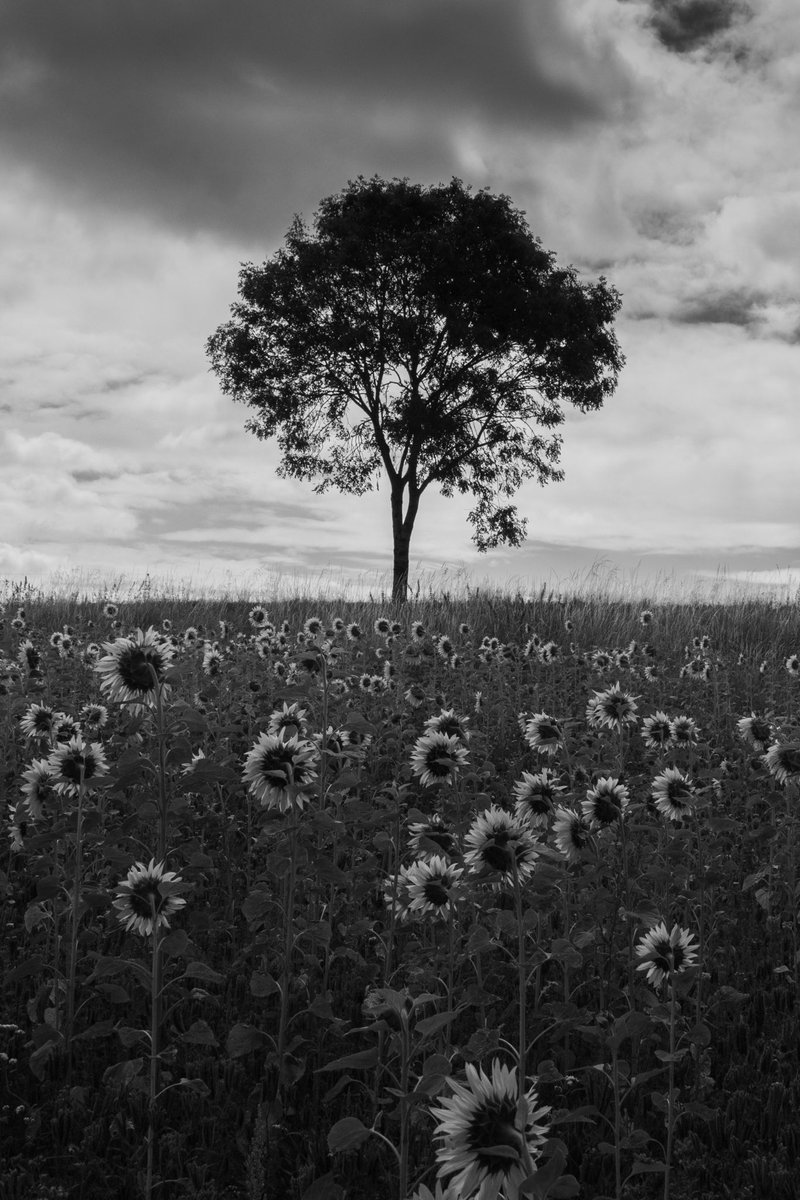 LaKatia9's tweet image. Looking for the sun.
#blackandwhitephotography #singletree #sunflowers