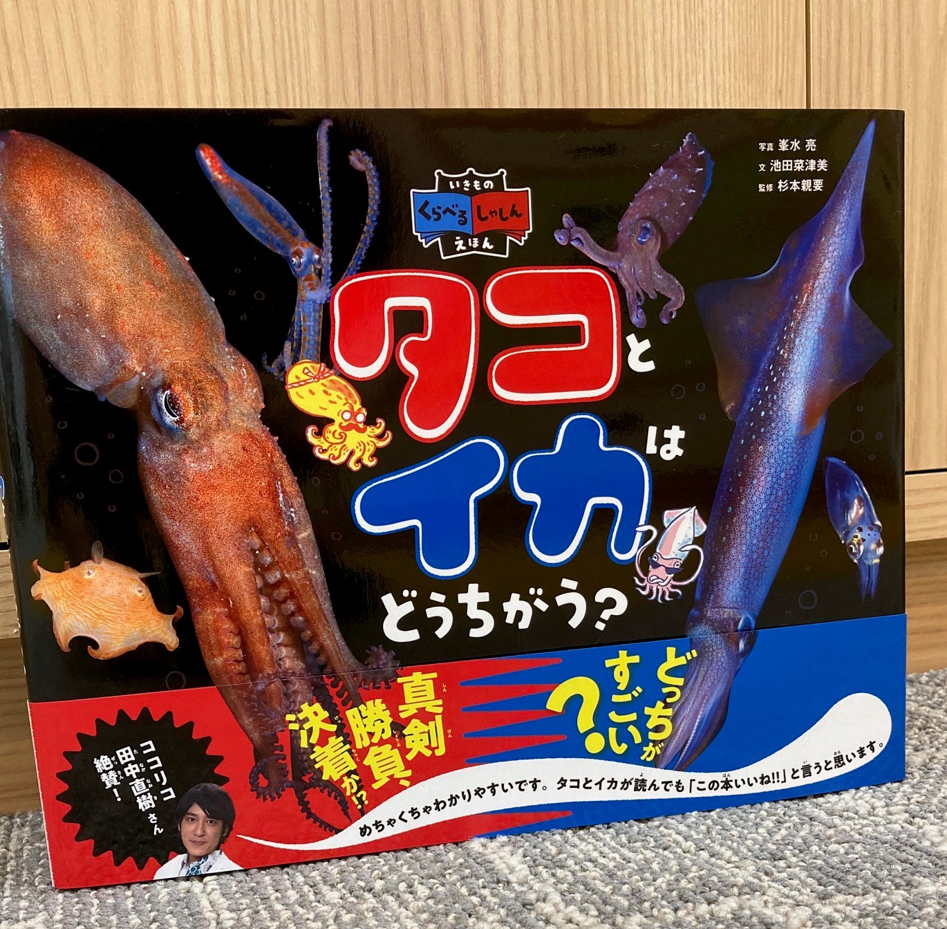 ほくほくおいものイカタコ 🏝️ ペタペタくっつきタコ&イカ 🏝️ かべに向かって