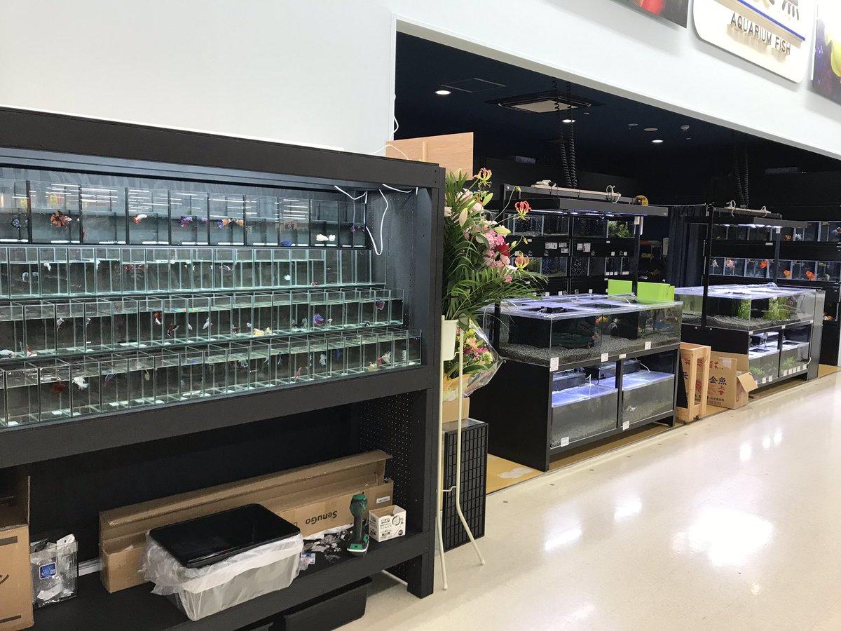 よこはま金魚久里浜店 ショーベタコーナー完成しました 本店からセレクトベタきております Betta ベタ 熱帯魚 よこはま金魚 久里浜