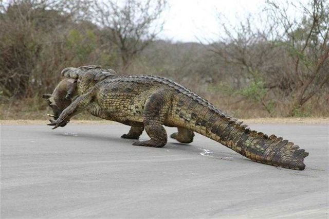 largest crocodile in the world gustave