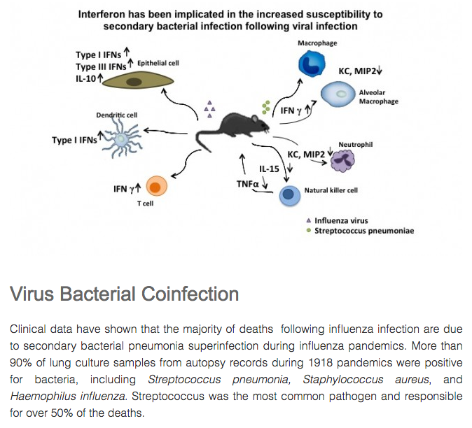 100) A “coinfection” occurs when a person is simultaneously infected with two or more different pathogens. In the context of influenza, it supposedly involves a mild viral infection combined with a more severe bacterial infection. https://labs.icahn.mssm.edu/moran-lab/research-projects-2/