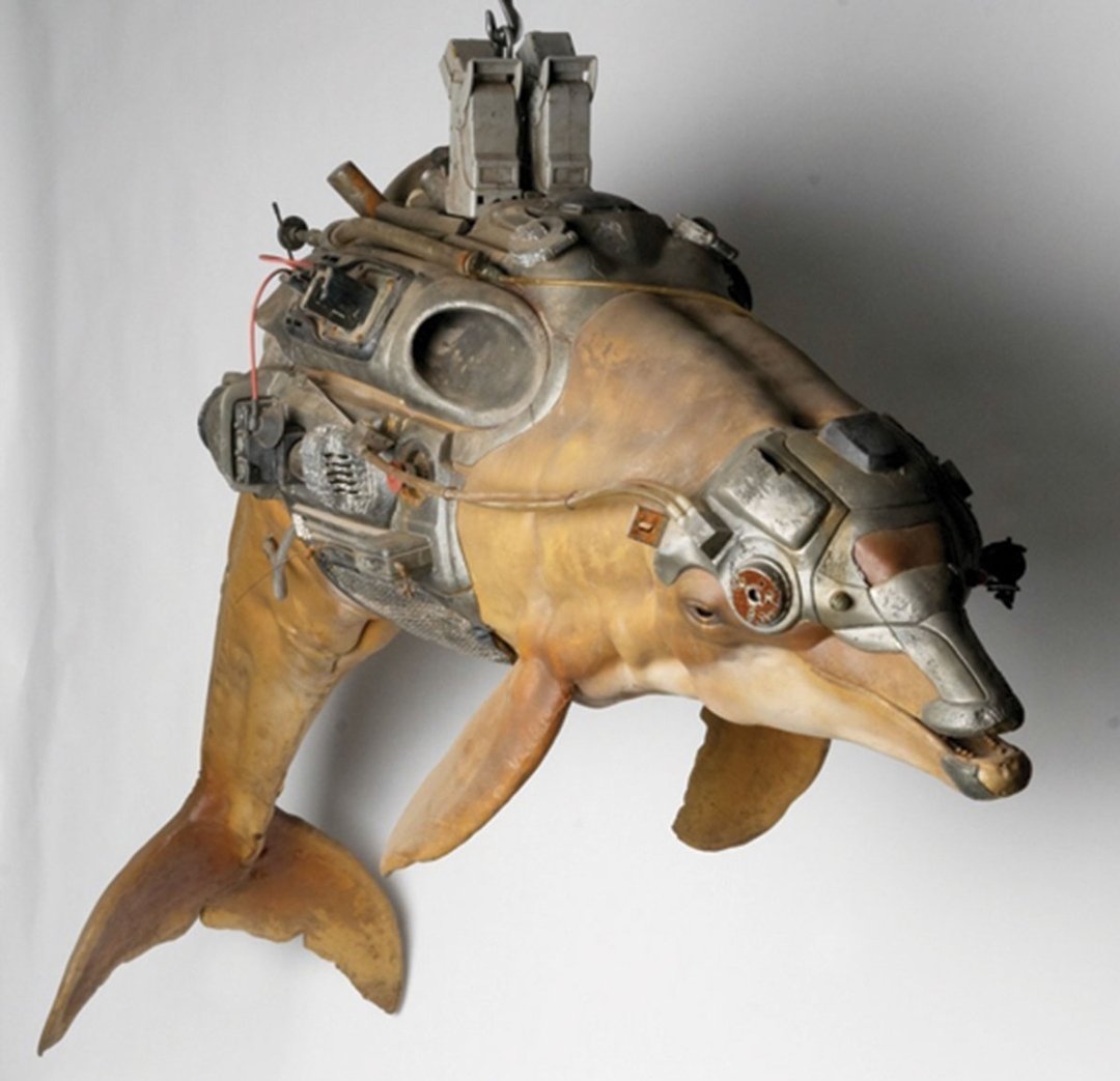 Дельфин хакер. Дельфины. Итальянский дельфин. Дельфины разведчики. Дельфин хакер.