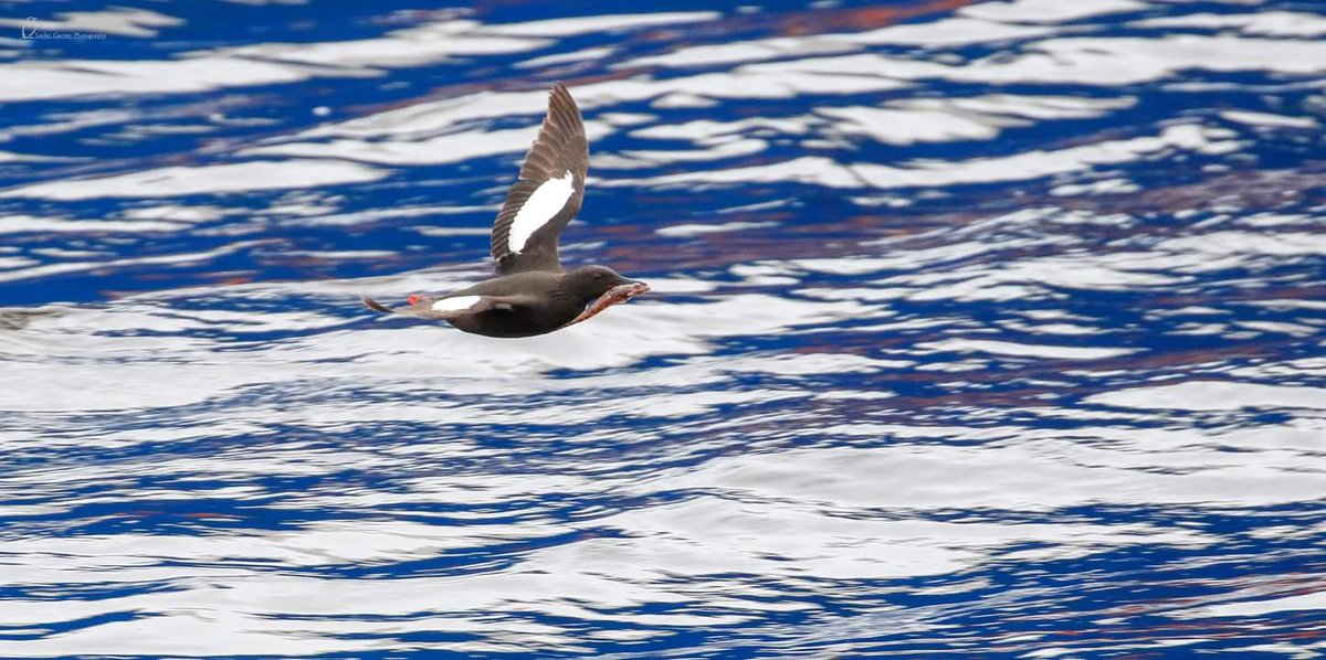 Bringing home dinner.... Black Guillemot races past with dinner for its chick @BBCSpringwatch @RSPBScotland @Natures_Voice @ScotWildlife p