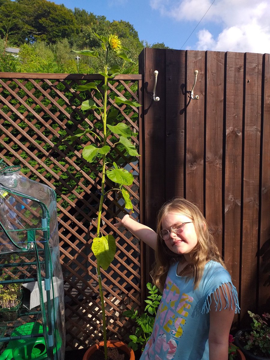 SarahManship's tweet photo. When lockdown began and school ended, our school sent us a seed, as lockdown ends and school begins our sunflower is starting to bloom. #TeamCHL @SWilliams_CHL @SKnight_CHL @CHLPrimary @DaviesEvans_CHL https://t.co/kpZG1GIo4K