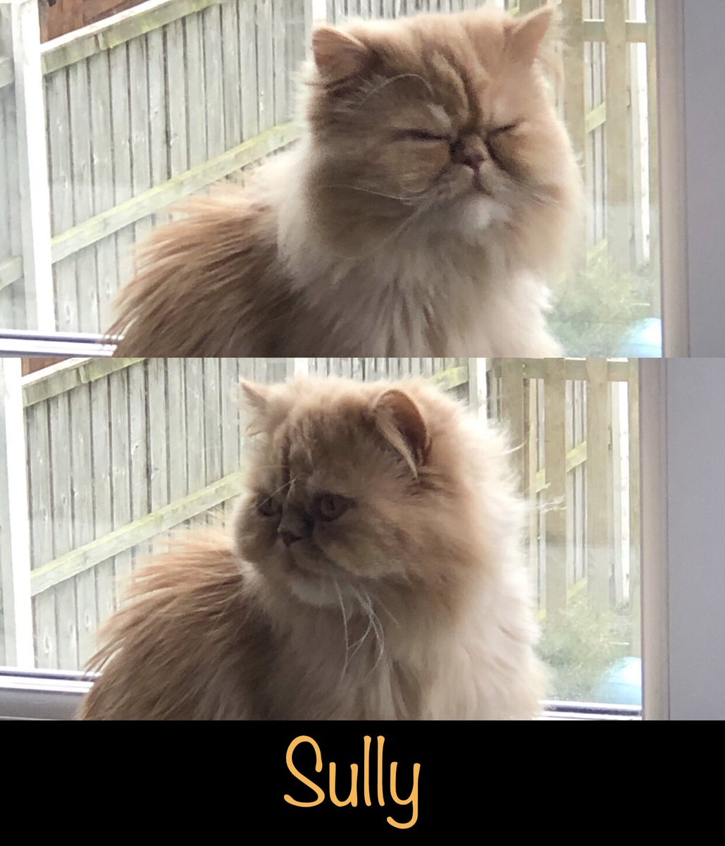 PawsHorizon's tweet photo. Hey its Sully here!😺I just wanted to say Happy ‘Ginger Cat Appreciation Day’ it is quite fitting really with me having a bit of ginger colouring😻 https://t.co/pMxspRzKfR
#Workingcat #Gingercat #GingerCatAppreciationDay #Onlinepetshop #Petshop #Wirral #Merseyside #Ukpets #Pets https://t.co/u7ZaDXENnx