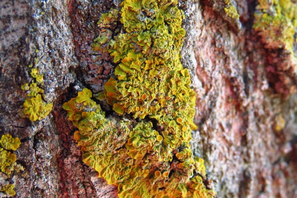 No sólo hay pájaros y plantas en la <a href="/urjc/">URJC</a> El liquen Xanthoria parietina crece aquí sobre los árboles y es uno de los más conocidos, ya que tiene una gran tolerancia a la contaminación y es fácil encontrar en ciudades <a href="/ESCET_URJC/">ESCET (URJC)</a> <a href="/liquencity/">LiquenCity</a> <a href="/PielSuelo/">La Piel Viva Del Suelo</a> <a href="/URJCcientifica/">URJCcientifica</a> <a href="/SEL_liquen/">Sociedad Española de Liquenología (SEL)</a>