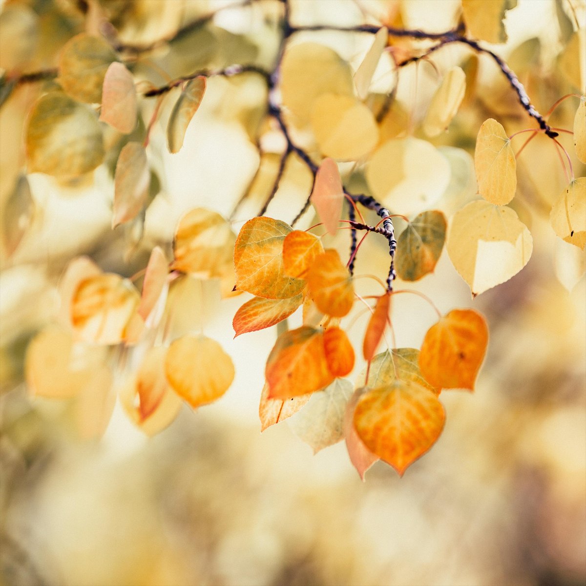 And just like that the holidays are over. This month we'll be printing custom labels for a local coffee merchant, making prints for an animal portrait artist and giving some businesses a brand new look with fresh vehicle graphics. What are you up to? 🍁🍂
#Worcestershirehour