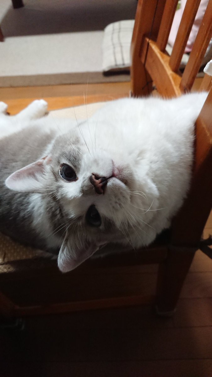 撫でていい場所は猫によって違うのです カメントツ先生に保護された老猫さんと先住猫さんの撫でスポット 逆にこちらの心が撫でられているような Togetter