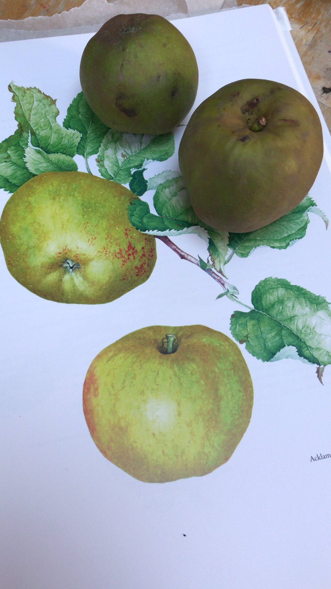 Abundance York (a project from Edible York) tweet media