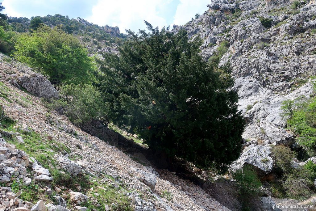 SCastril_Parque's tweet photo. ✅En el sendero del  barranco de la Osa, se encuentra  una de las joyas botánicas del Parque Natural de Castril🏞️, un árbol monumental de más de mil años. Se trata de un magnífico tejo (taxus baccata), uno de los pocos que quedan en este espacio protegido. https://t.co/3OMGedup7f