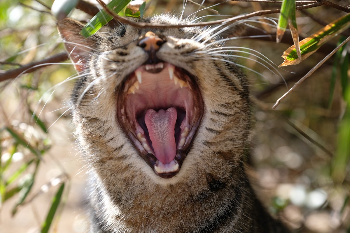 たなかぽ 少し前に撮った野良猫シリーズ 飼い猫の口って臭いけど 野良猫の口って臭いんかなー Fujifilm X H1 Fujifilm Xf16 55mm F2 8