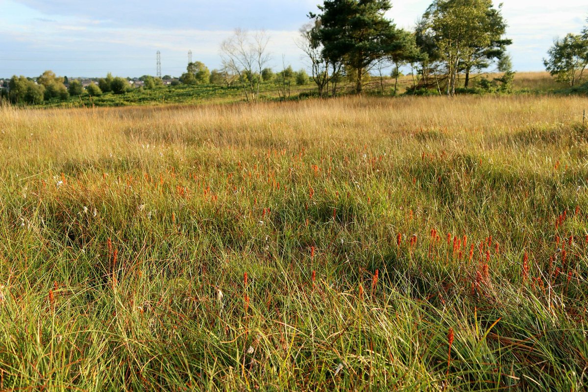 Colourful recent scenes at our Gentleshaw Common nature reserve - filling our hearts with joy!
Pics by the Trust's Alex Rogers
#WilderStaffordshire https://t.co/lnGKIaTNyb
