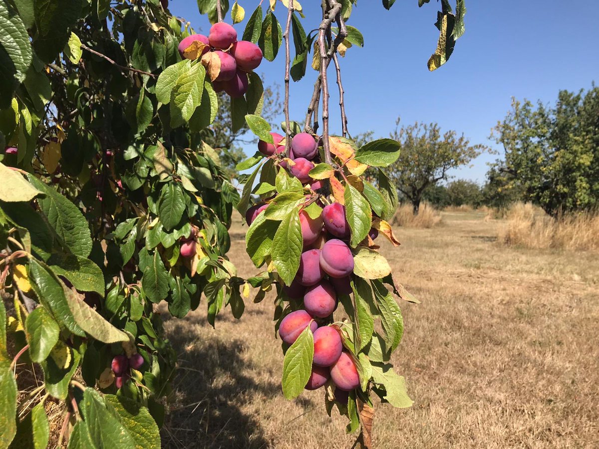 Here’s a recent photo of the vibrant Damsons and Victoria Plums growing on the farm #damsons #damsonjam #damsongin #victoriaplums #victoriaplumjam