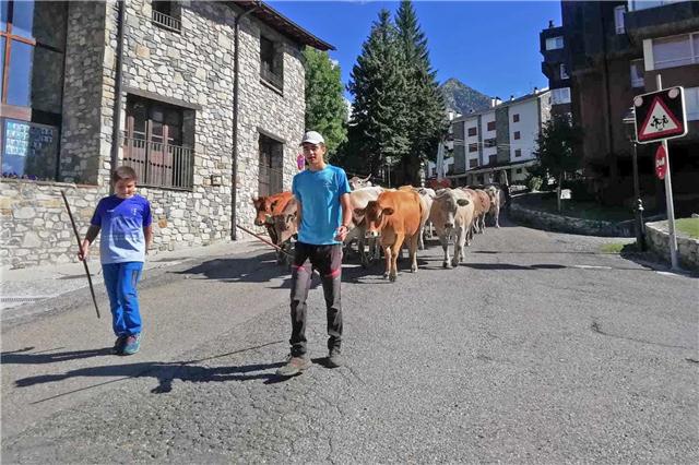 altoaragon's tweet photo. Las vacas dejan las montañas de Cerler para pastar en Estós hasta El Pilar
👉 https://t.co/7dzDfusDed
#Huesca #AltoAragon #Aragon #Ribagorza #Pirineos #Pirineoaragones #ganaderia #ganaderos #ganaderosdevacuno https://t.co/7DoWKrhGwu