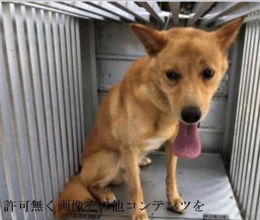 タコちゃん 徳島県動物愛護管理センター シェア 8月27日収容 掲載8月30日3日間しか掲載されません 茶色の成犬殺処分の危機大 T Co Nzx01yv76u 徳島県名西郡神山町阿野字長谷333 0 636 6122 徳島県 迷い犬情報 タコちゃん 徳島県動物愛護管理センター シェア 8月27日収容 掲載8月30日3日間しか掲載されません 茶色の成犬殺処分の危機大 T Co Nzx01yv76u 徳島県名西郡神山町阿野字長谷333 0 636 6122 徳島県 迷い犬情報