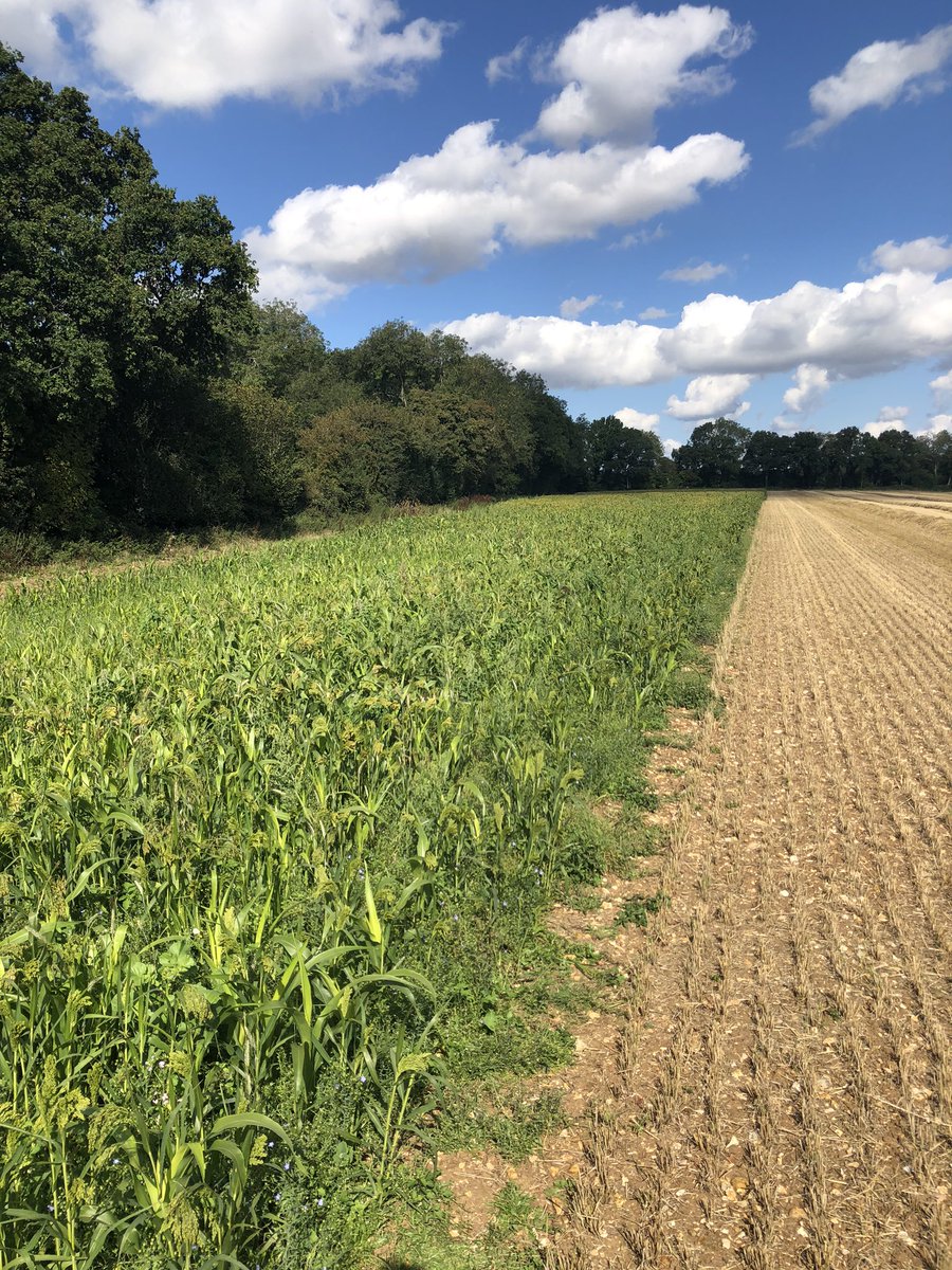 Summer rain great for winter wild bird feed plots even if not for harvest #farmconservation #hatherden #tangley