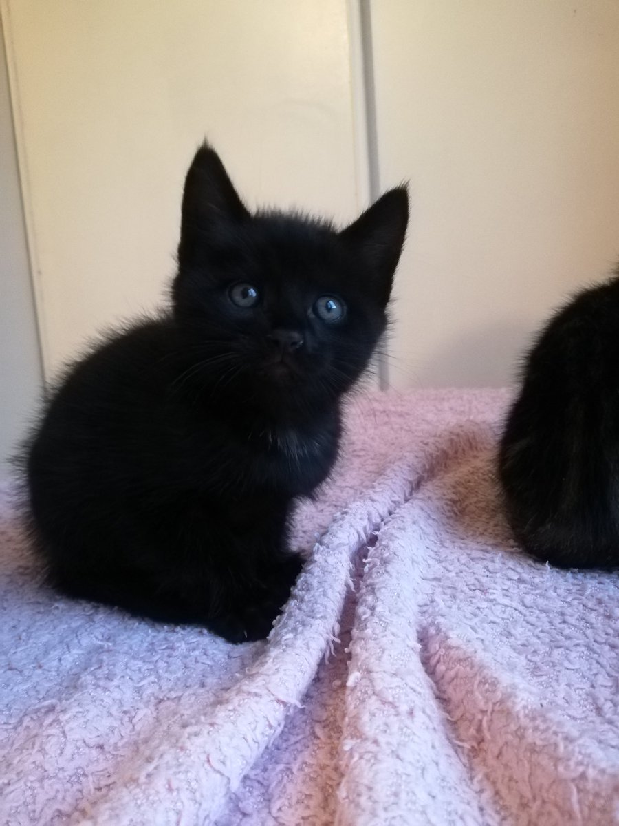 3 chatons à l'adoption d'ici 15 jours.
Détails uniquement en DM.
Merci de RT