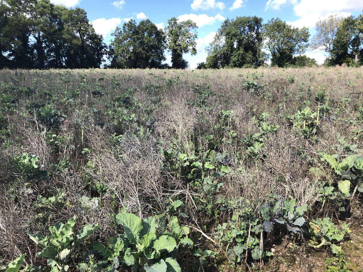 2nd winter for wild bird feed plot. Great supply of kale seed the favoured food a diverse species of resident birds #farmconservation #wildbirdfood #tangley