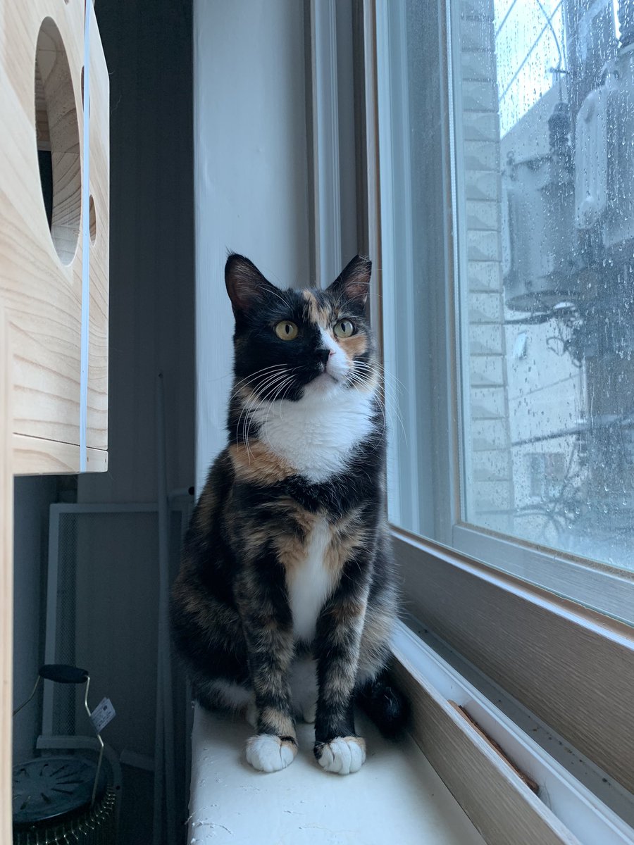 💗💗💗💗💗💗💗💗사랑받은 태가 나는 집고양이 신비💗💗💗💗💗💗💗💗

눈여겨 봐주세요!🙏☺️🙏