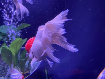 病気の金魚だらけ アートアクアリウムの飼育環境を問題視する怒りの声が殺到 年9月8日 エキサイトニュース