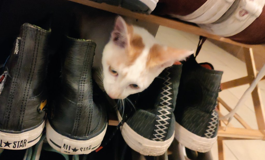Now I'm chilling in your shoe rack. Whatcha gonna do?

#CatsOfTwitter #shoesaddict #empire #thesunwillneverset #DOMINATION #Converse