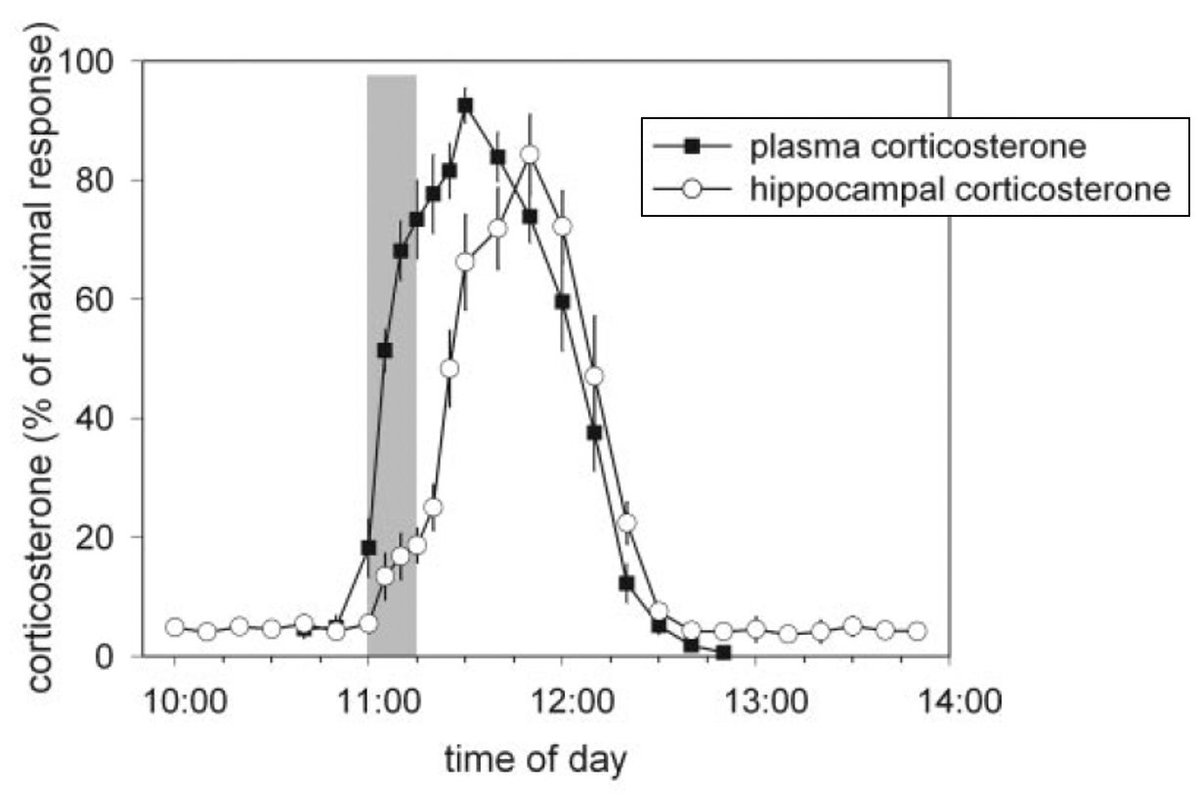 3/ Further, CORT levels peak only 30-50min after onset of novelty/swim, as brain CORT levels trail plasma levels by 20 minutes. Will the initial low rise even be sufficient to trigger cellular effects? If not, could cellular effects of CORT require even more time than 10min?