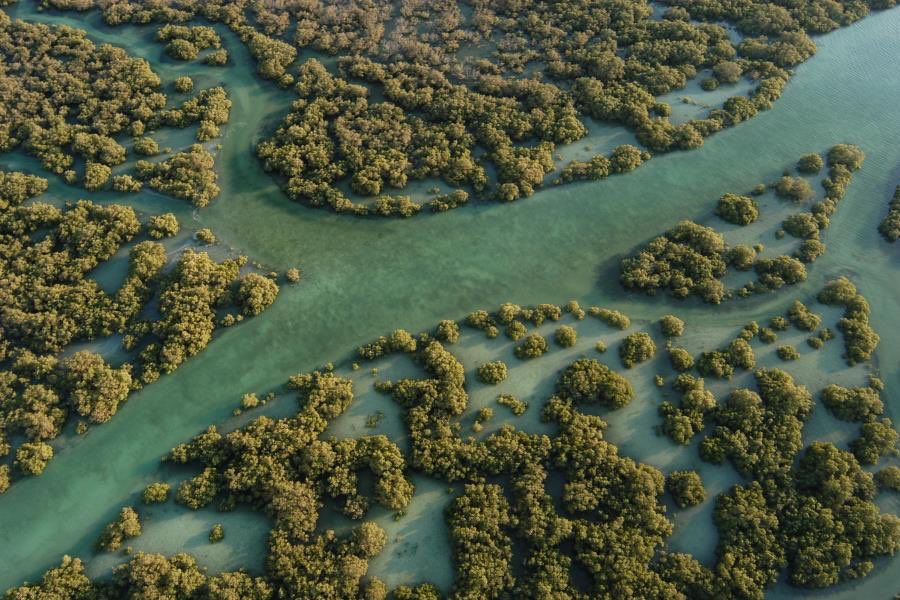 8) Mangrove National Park (Abu Dhabi)Mangrove forest with over 60 species of birds and channels for kayaking & other water activities. (Big Groups)