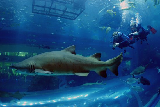 12) Shark Dive at Dubai Aquarium (Dubai Mall)Dive into the depths of our 10-million litre tank and experience the thrill of a lifetime by coming face-to-face with the largest collection of Sand Tiger sharks in the world.