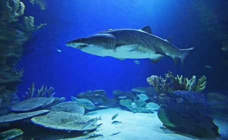 12) Shark Dive at Dubai Aquarium (Dubai Mall)Dive into the depths of our 10-million litre tank and experience the thrill of a lifetime by coming face-to-face with the largest collection of Sand Tiger sharks in the world.