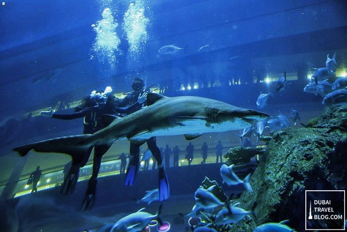 12) Shark Dive at Dubai Aquarium (Dubai Mall)Dive into the depths of our 10-million litre tank and experience the thrill of a lifetime by coming face-to-face with the largest collection of Sand Tiger sharks in the world.