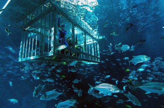 12) Shark Dive at Dubai Aquarium (Dubai Mall)Dive into the depths of our 10-million litre tank and experience the thrill of a lifetime by coming face-to-face with the largest collection of Sand Tiger sharks in the world.