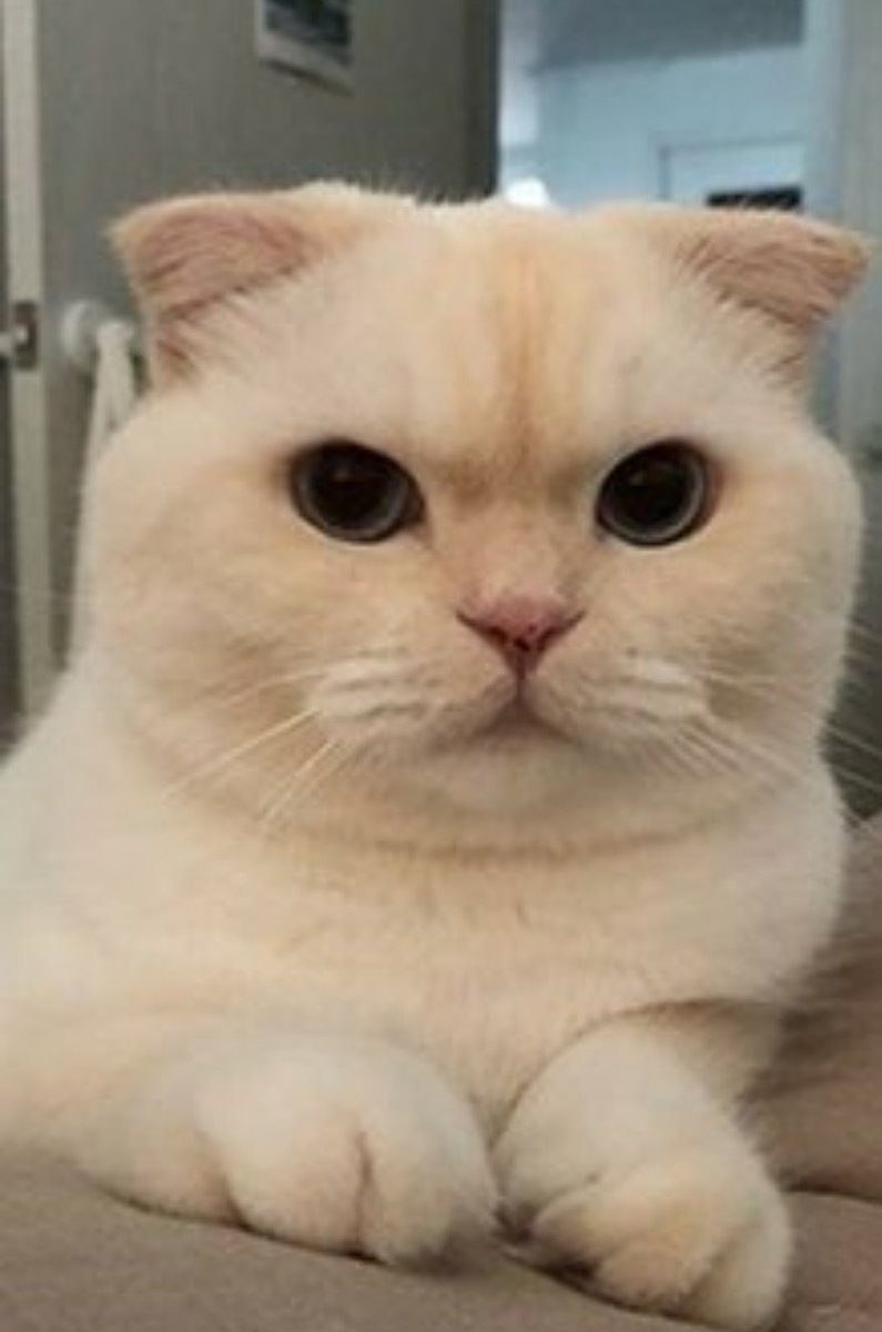 khaali_bottle's tweet image. Pic 1 - Me during history lectures in school
Pic 2 - Me learning history via @TIinExile &apos;s tweet now