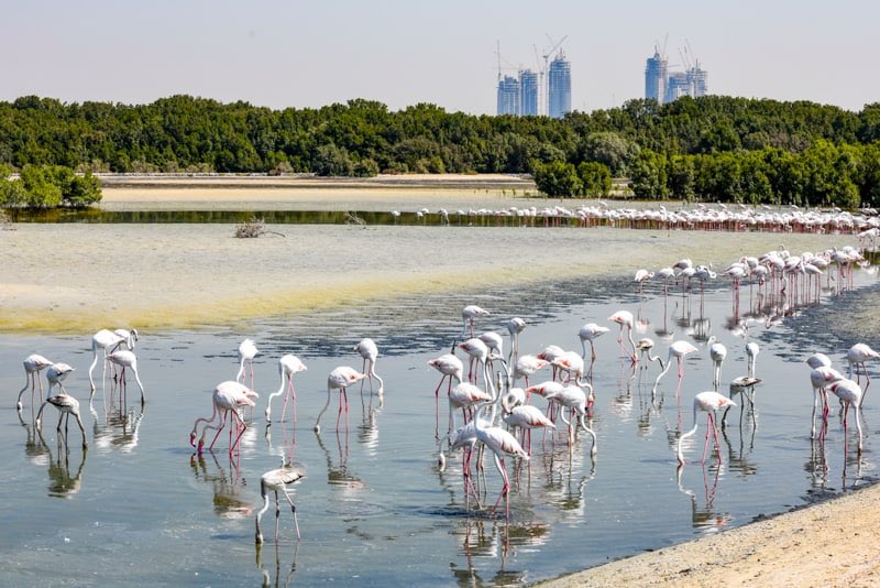 3) Ras Al Khor Flamingo Sanctuary (Dubai)Watch these pretty pink flamingos at Dubai Ras Al Khor in their natural habitat with a beautiful skyline of Dubai  (November-March)(Free)