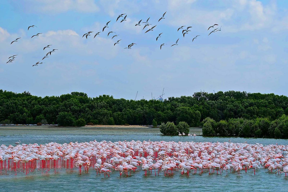 3) Ras Al Khor Flamingo Sanctuary (Dubai)Watch these pretty pink flamingos at Dubai Ras Al Khor in their natural habitat with a beautiful skyline of Dubai  (November-March)(Free)