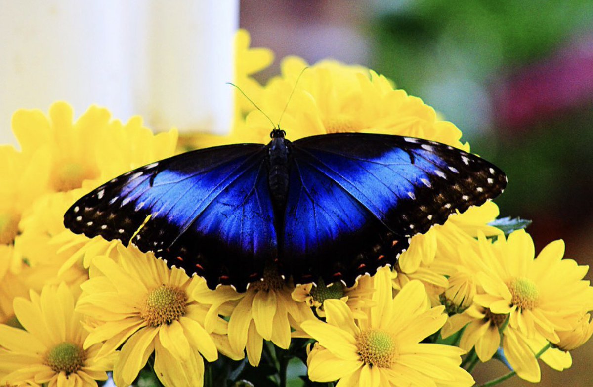4) Dubai Butterfly GardenWorld’s Largest Butterfly Garden  (Big Groups)
