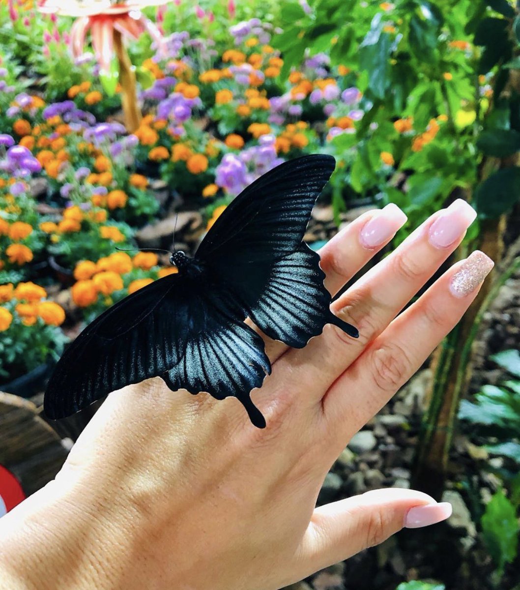 4) Dubai Butterfly GardenWorld’s Largest Butterfly Garden  (Big Groups)