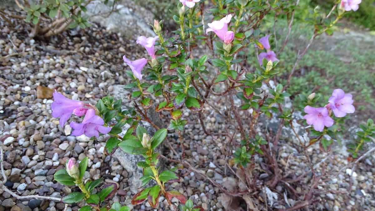 A second flush of flowers on R. pumilum in our garden today. Many of the dwarf rhododendrons have put out a flower or two over the last month but this beats all of them.
