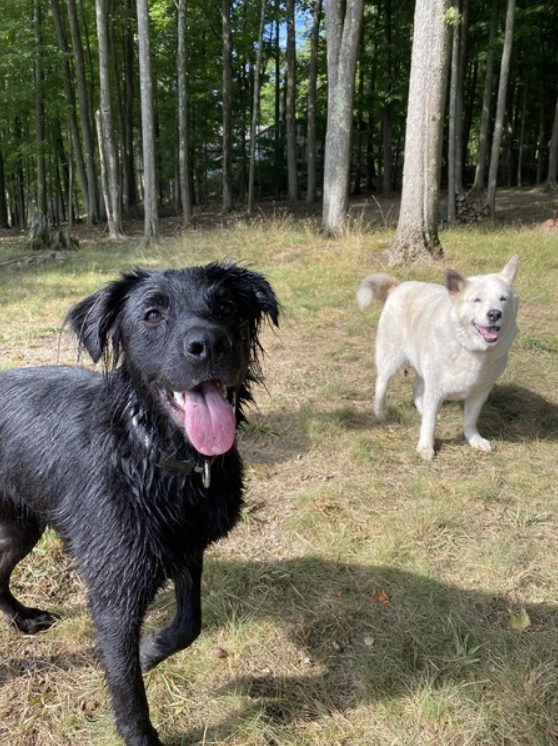 Morris Animal Refuge tweet media