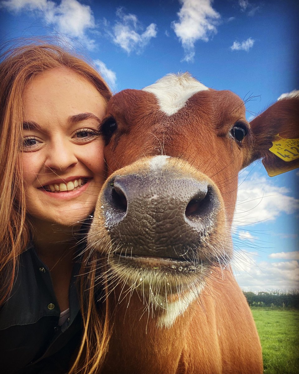 #teamdairy #ayrshire #cowselfie