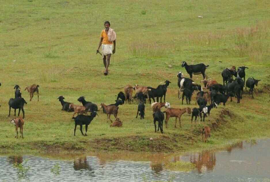 HindolPalace's tweet photo. A herd of goat in the open pasture above the #EktaliMIP dam #Bankwal. The herder being none other than our own #SureshBehera from #MundahataSai 😊
Pic clicked 3yrs ago today 01.09.2017
#NatureClick @hindolbeauty #IncredibleHindol https://t.co/5R0hFZM2kj