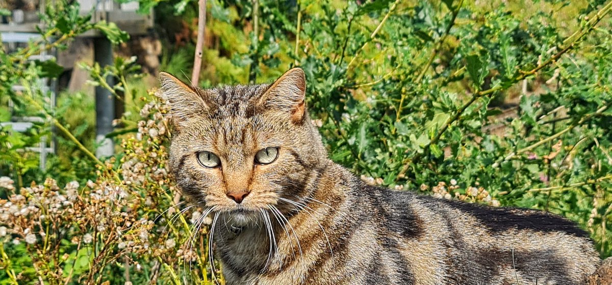 Joe_C92's tweet image. 😼😼😼😼.

Loving the camera on my new phone.

#Note20Ultra5G