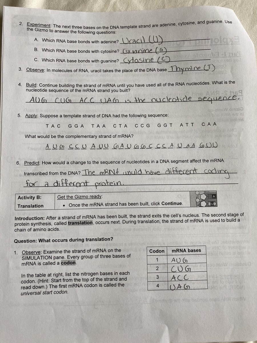 Exploring Protein Synthesis