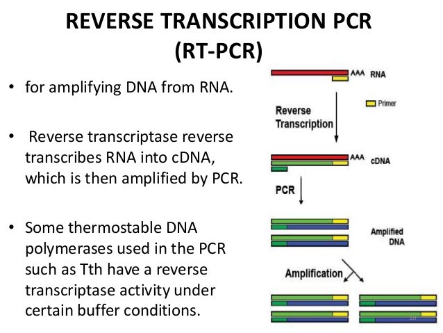 PCR can make billions of copies of a specific DNA/RNA sample (RT-PCR used for Covid because it’s an RNA virus)It is run in cycles with the amount of RNA increasing during each cycleIf you run enough cycles you can take a very small amount of RNA and make it very large2