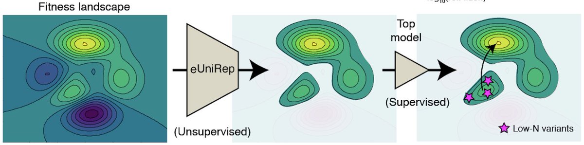 2) “On top” of this information, supervised learning with a small number of low-N mutants then distills the information needed to discover better-than-natural variants.