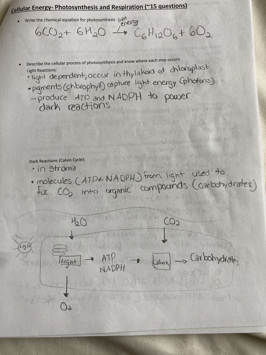 Study Guide Part 3: Cellular Energy~Photosynthesis and Respiration