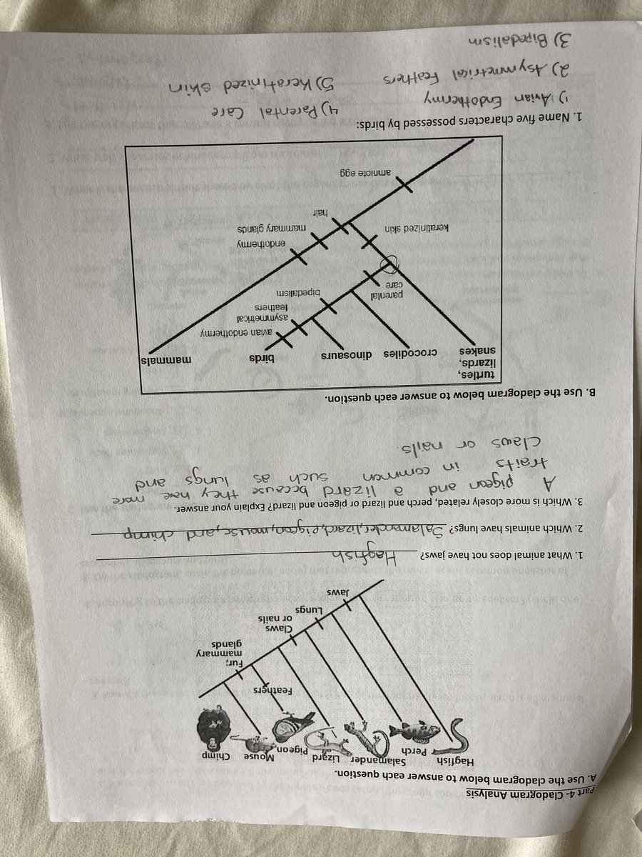 Classification: Cladistic Analysis