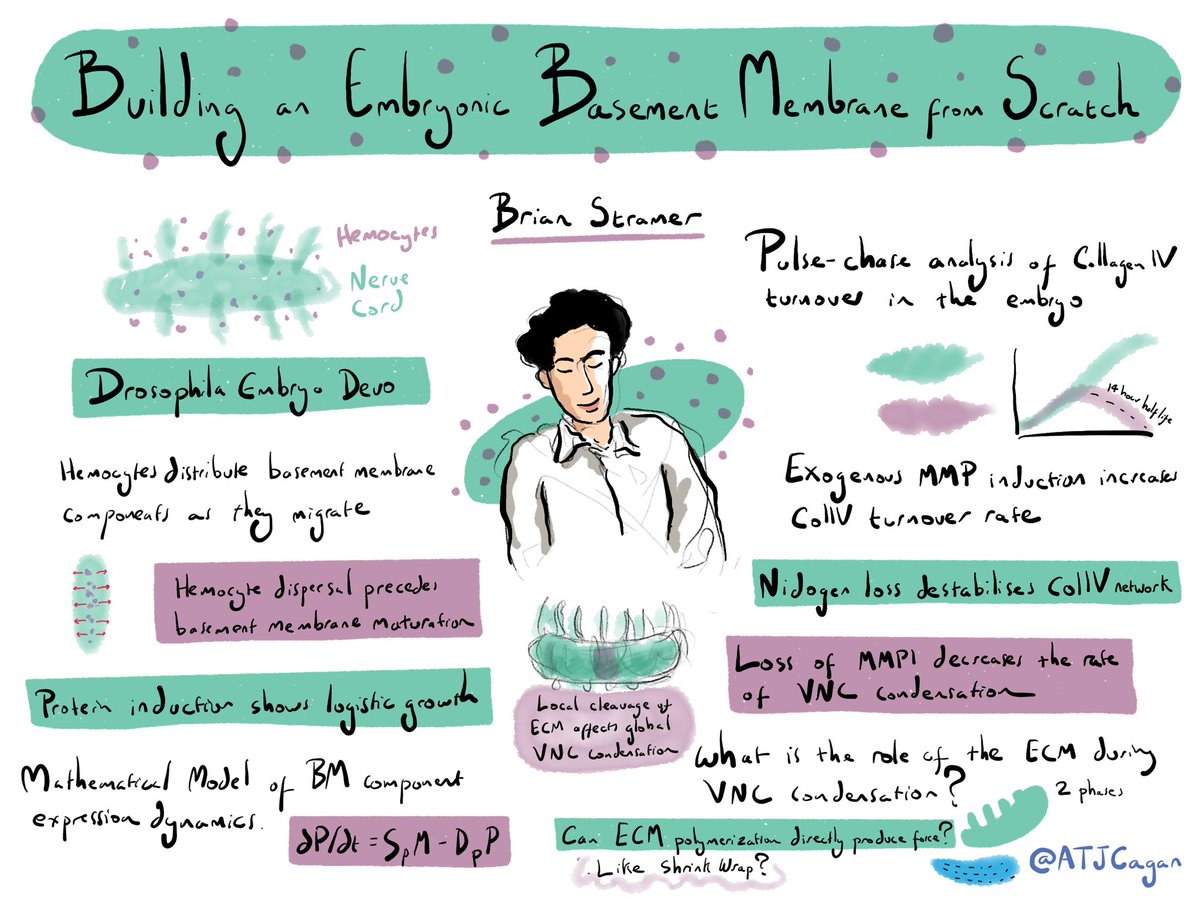 ATJCagan's tweet photo. Brian Stramer on building an embryonic basement membrane from scratch #VirtualBSMB https://t.co/g4jpwOPBfM