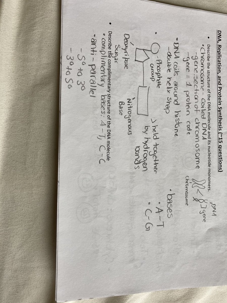 Study Guide Part 5: DNA, Replication, and Protein Synthesis
