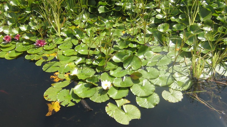 'Life is made of ever so many partings welded together' - Charles Dickens
(Photo: Pond, Allestree Park, Derby)